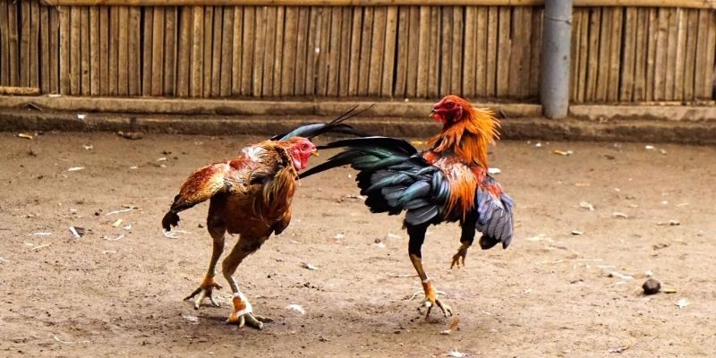 Bí kíp tăng sát thương khi tung combo