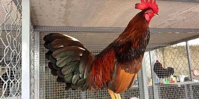 Cách Nuôi Gà Đá Cựa Sắt Khỏe, Lì Đòn Chuẩn Bongvip