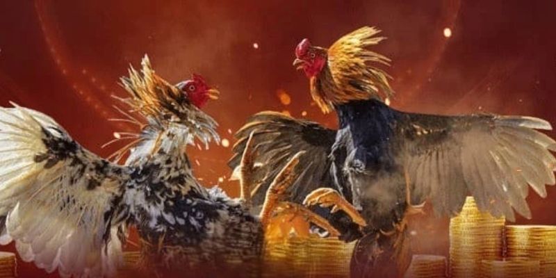 Cách Nuôi Gà Đá Mau Tới Pin - Bí Quyết Có Phong Độ Đỉnh