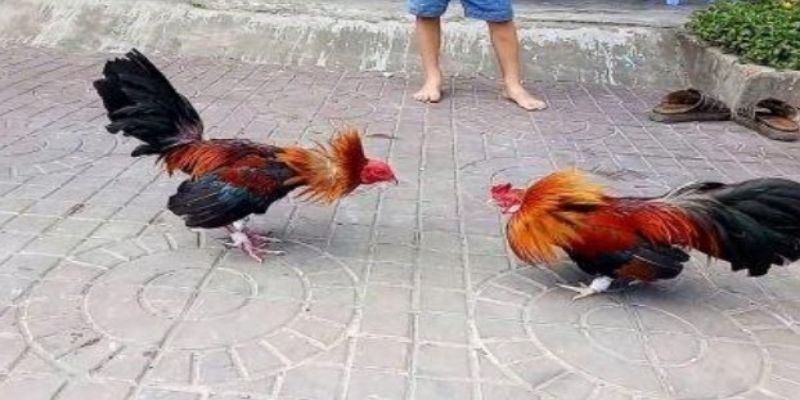 Cần kiên nhẫn, quan sát và hiểu đúng cách chăm sóc