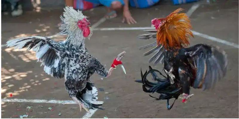 Đá Gà Cựa Dao - Môn Chọi Kê Đẫm Máu, Kịch Tính Từng Giây