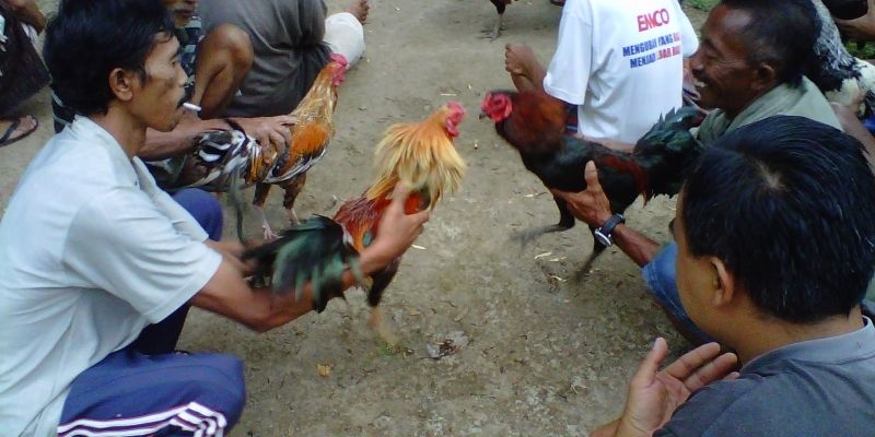 Gà có tố chất đá xạ thường lộ rõ từ dáng đi