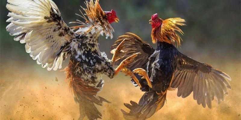 Kỹ càng chọn lọc giống tốt theo cách nuôi gà đá mau tới pin