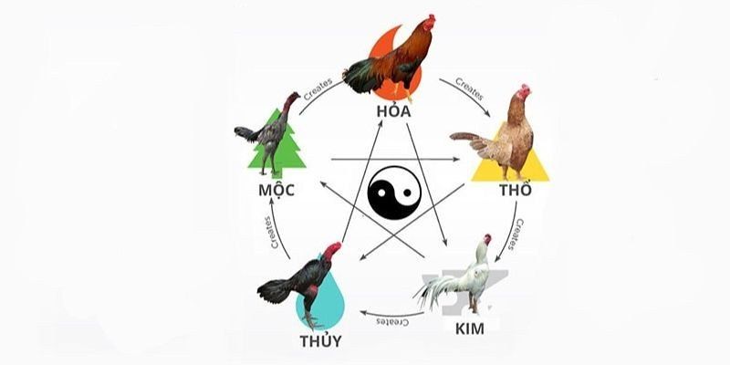 Màu Mạng Gà Đá Chuẩn Nhất Theo Ngũ Hành Tại BONGVIP