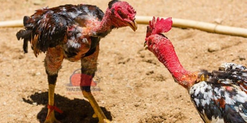 Nắm bắt tất tần tật về tới pin thực sự là gì?