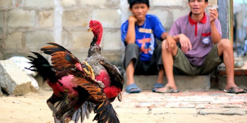 Nên luyện mắt xem chậm để phân biệt các thế