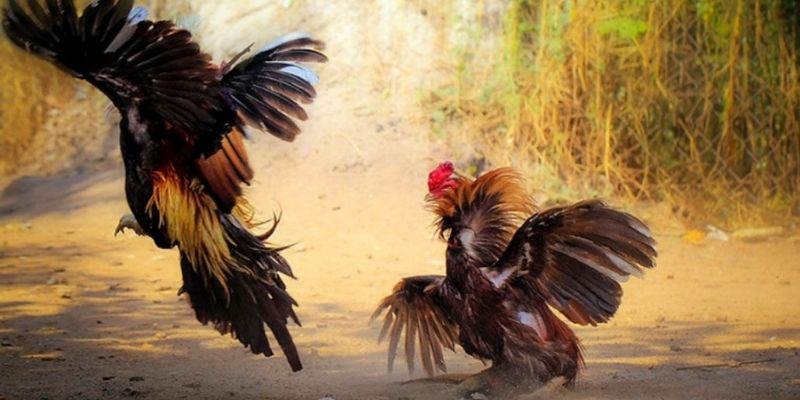 Tận dụng kỹ thuật om bóp hiệu quả nâng cao tỉ lệ thành công