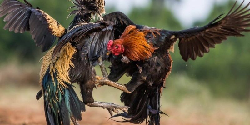 Tất tần tật về đòn đá liên hoàn cước trong chọi gà