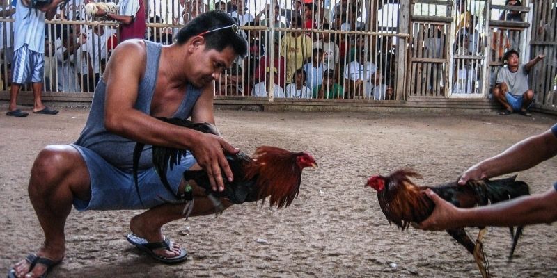 Thế gà đá xạ tung đòn bất ngờ và nhanh như chớp