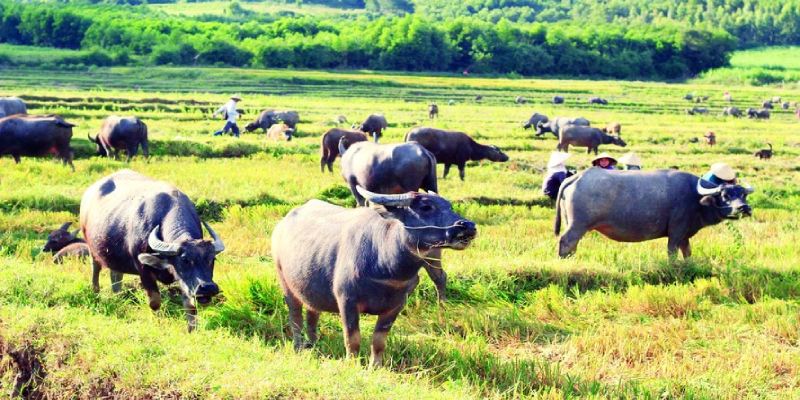 Điềm báo mơ thấy trâu phụ thuộc vào từng ngữ cảnh