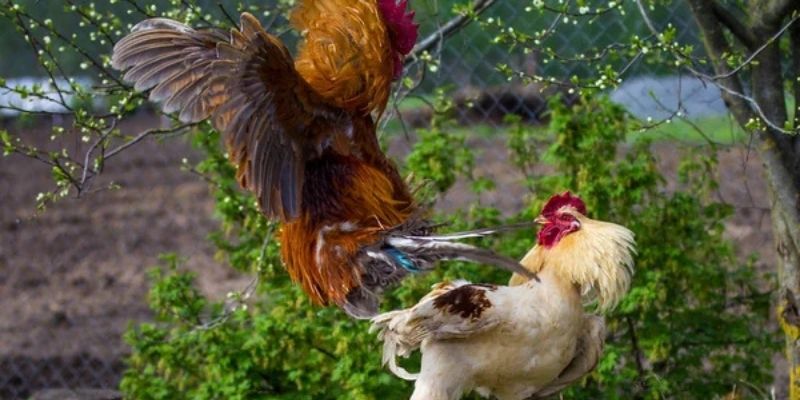 Điều mà newbie cần chú ý khi bet đá gà online