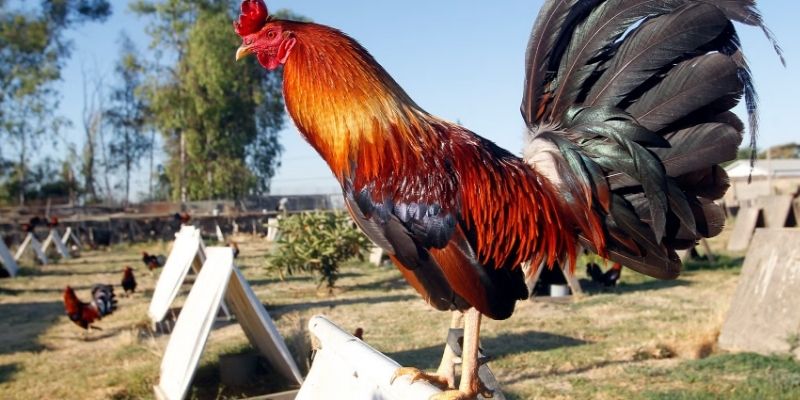 Mẹo bet chọi kê online chuẩn