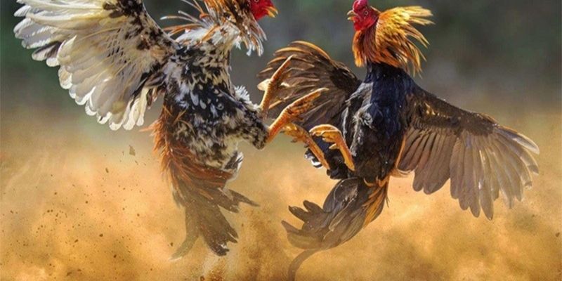 Thể loại đấu kê đa dạng tại sảnh chọi