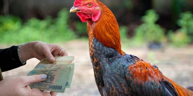 Tổng hợp các cửa cược tại BONGVIP